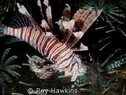 Invasive Species 1X - Shot inside one of the "Trinity Cav... by Ray Hawkins 